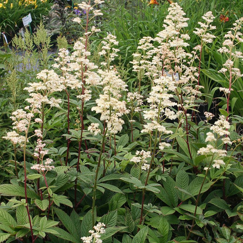 STM - Rodgersia sambucifolia 'Rothaut'