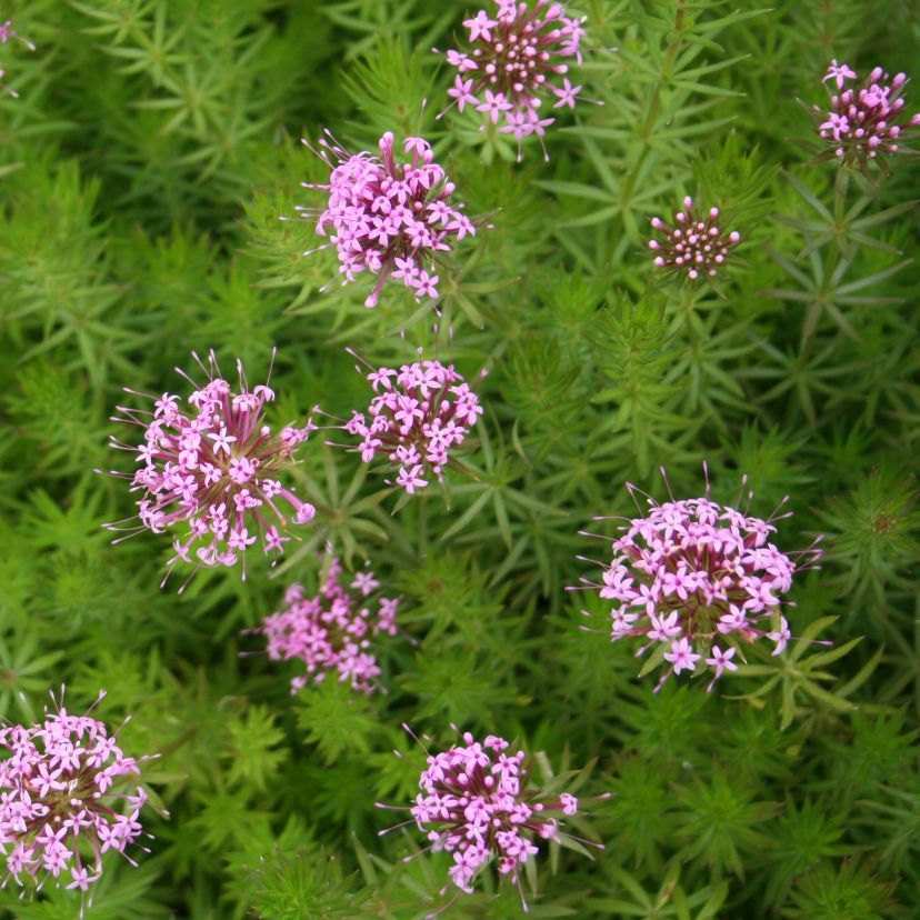 Phuopsis stylosa