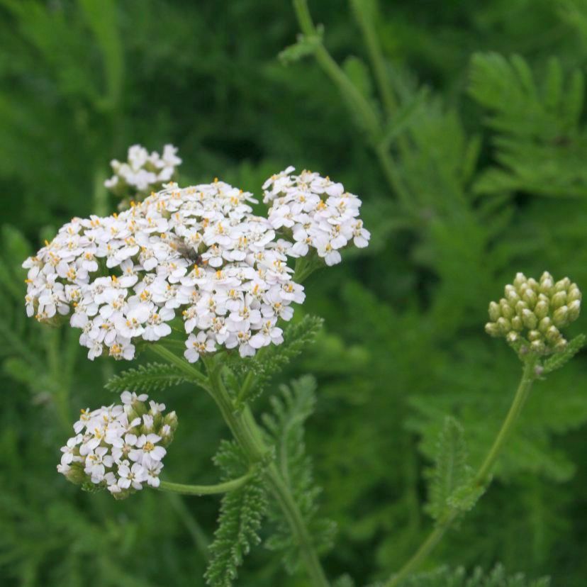 Achillea millef.