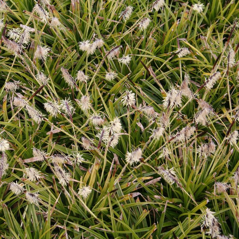 Carex morrowii 'Variegata'