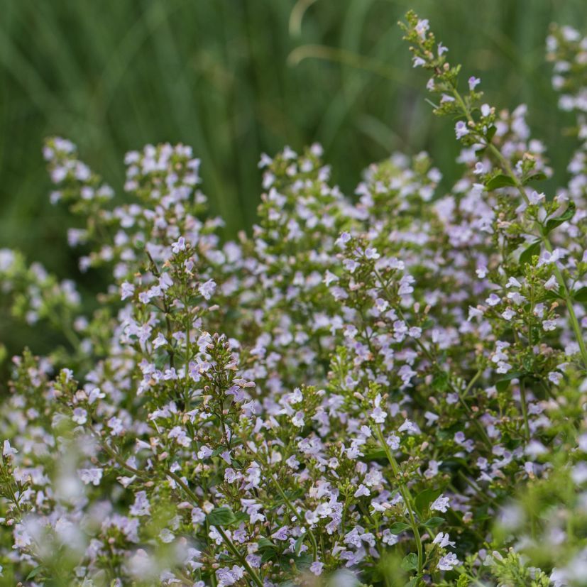 Calamintha nepeta 'Triumphator'