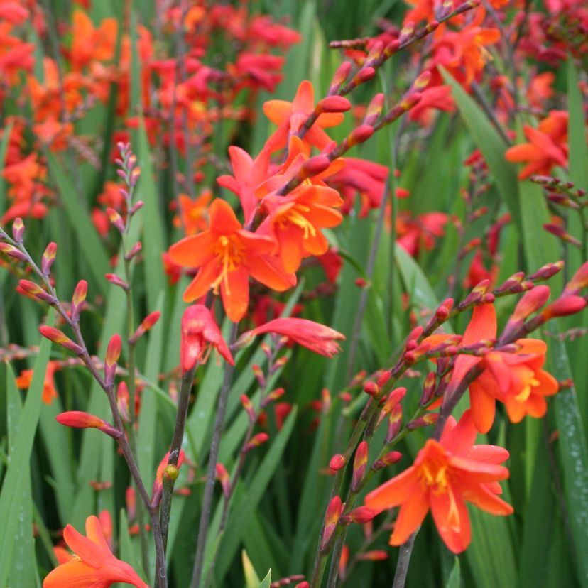 STM - Crocosmia crocos. orangerot