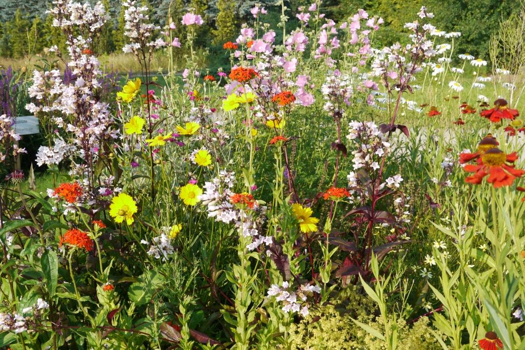 Bunte Landhausblüte - Staudenmischpflanzung als Fertigmischung vorgemischt