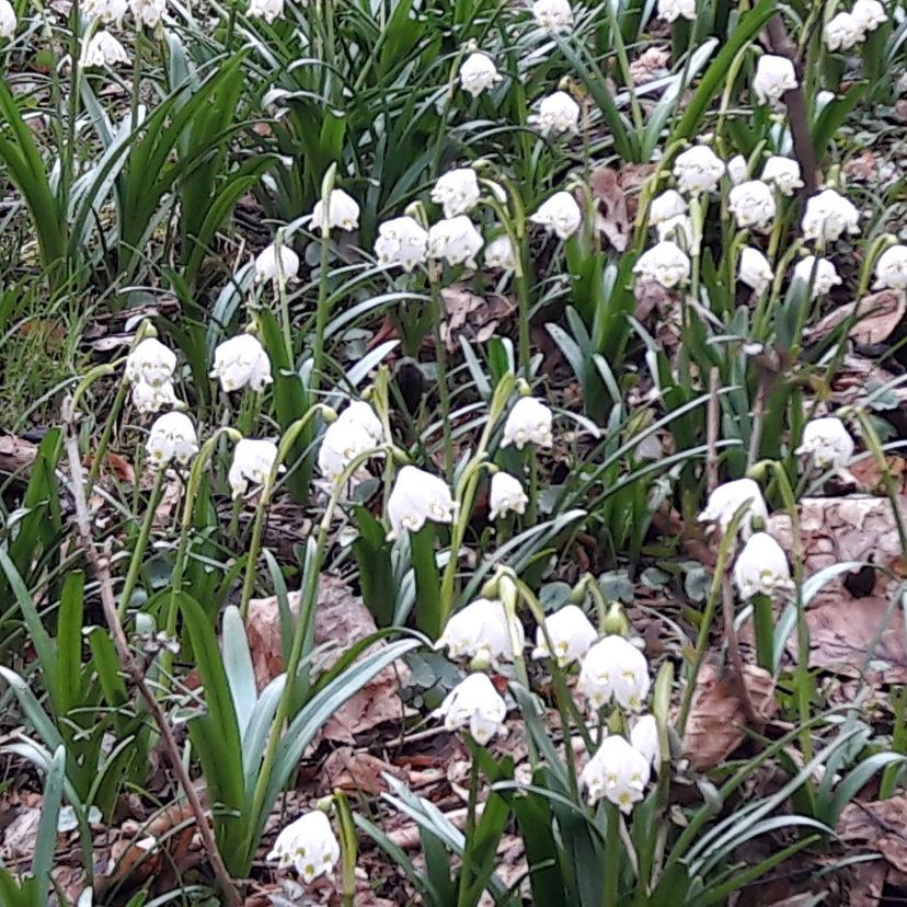 STM - Leucojum vernum