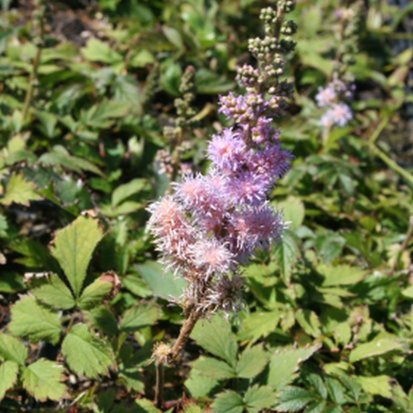 Astilbe chinensis 'Pumila'