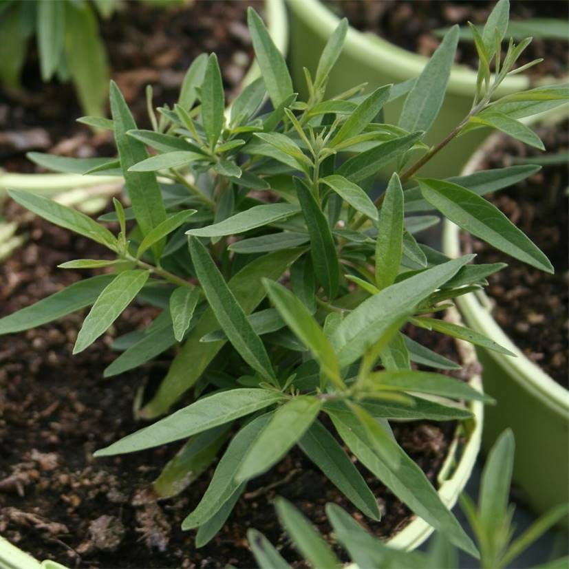 STM - Lippia polystacha
