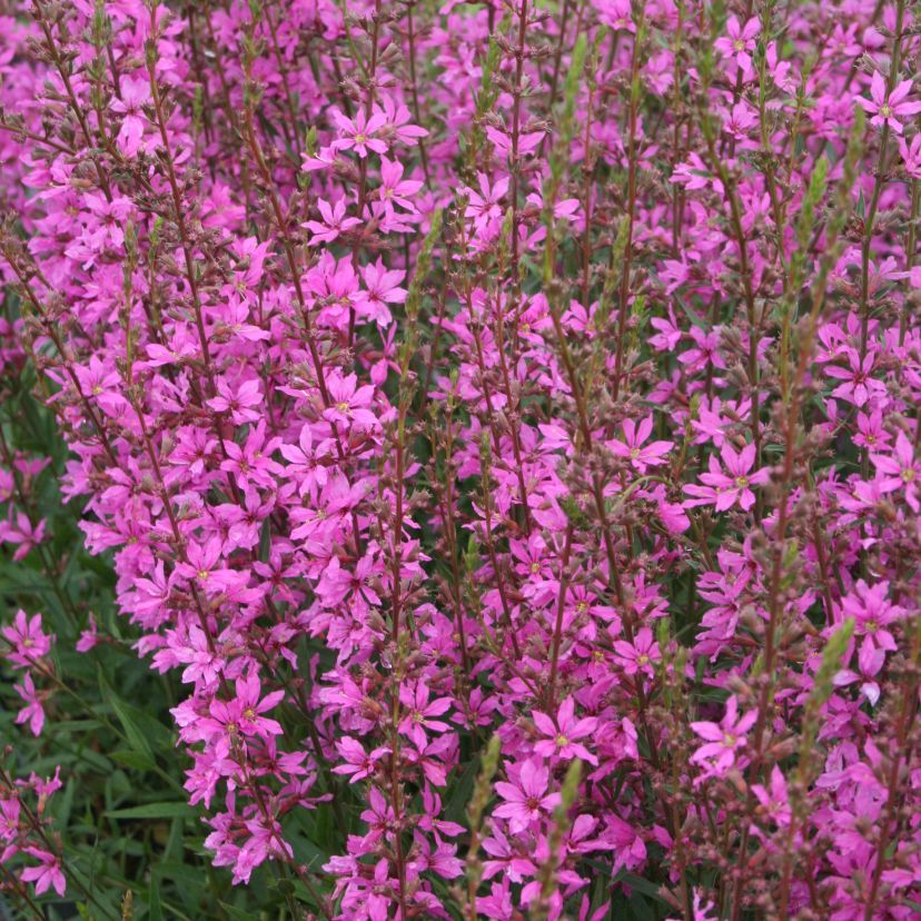 STM - Lythrum virgatum 'Rose Queen'