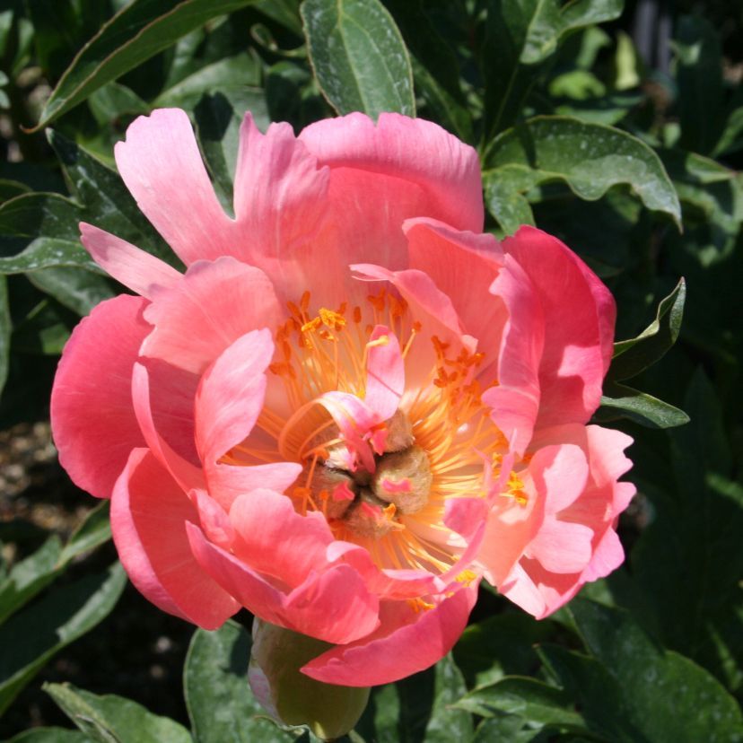 STM - Paeonia lact. 'Coral Sunset'