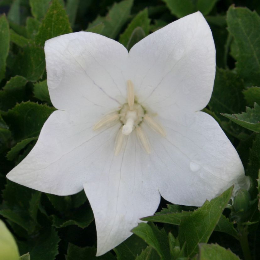 Platycodon grdfl. 'Codo White'