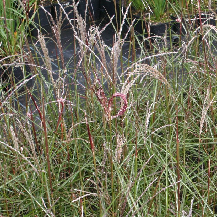 STM - Miscanthus sinensis 'Aperitif'