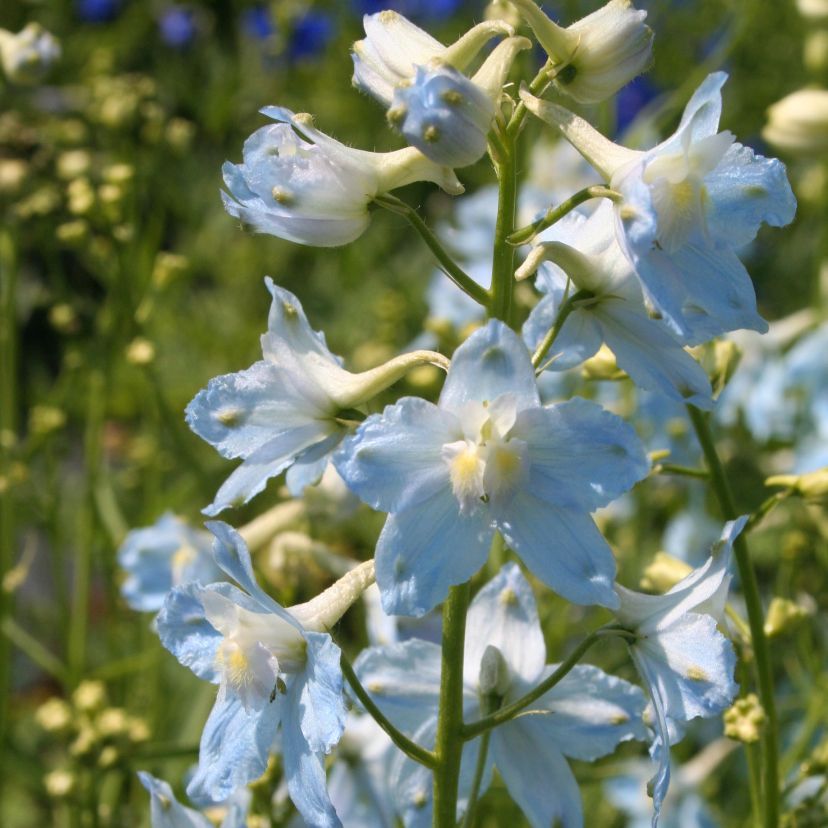 STM - Delphinium bella. 'Capri'