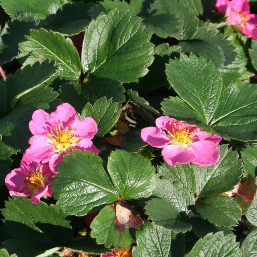 Fragaria x ananassa 'Rosa'