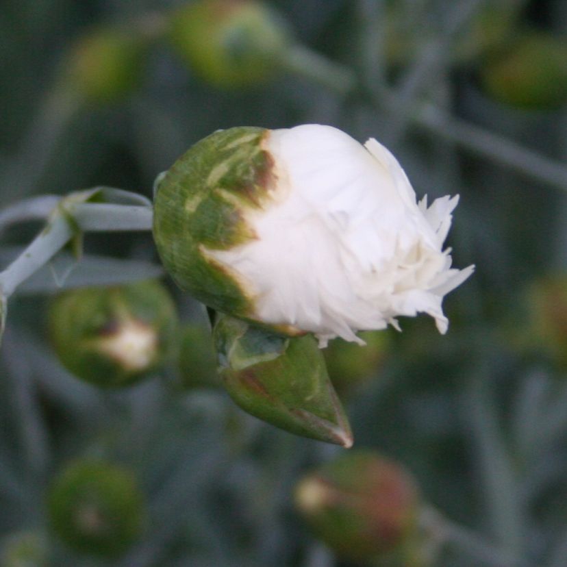 STM - Dianthus plum. 'Magdeburg'