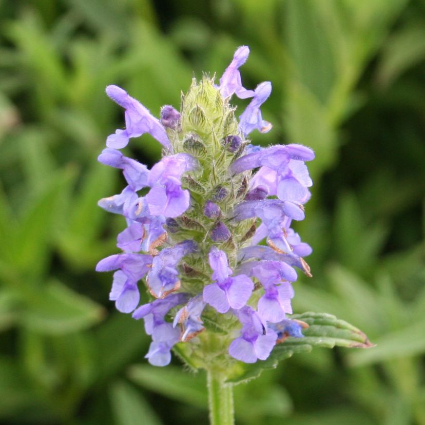 STM - Nepeta nervosa