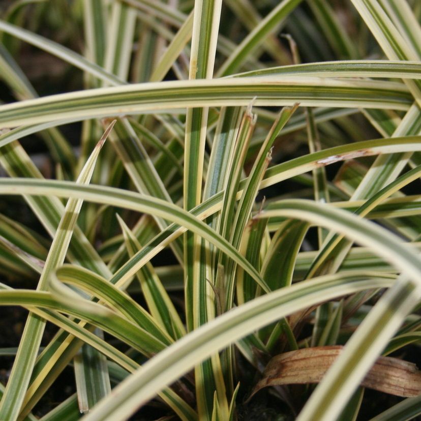 Carex foliosissima 'Vanilla Ice'