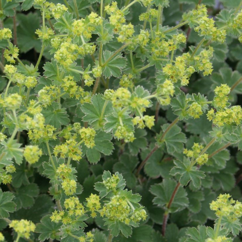 Alchemilla erythropoda 'Alma'