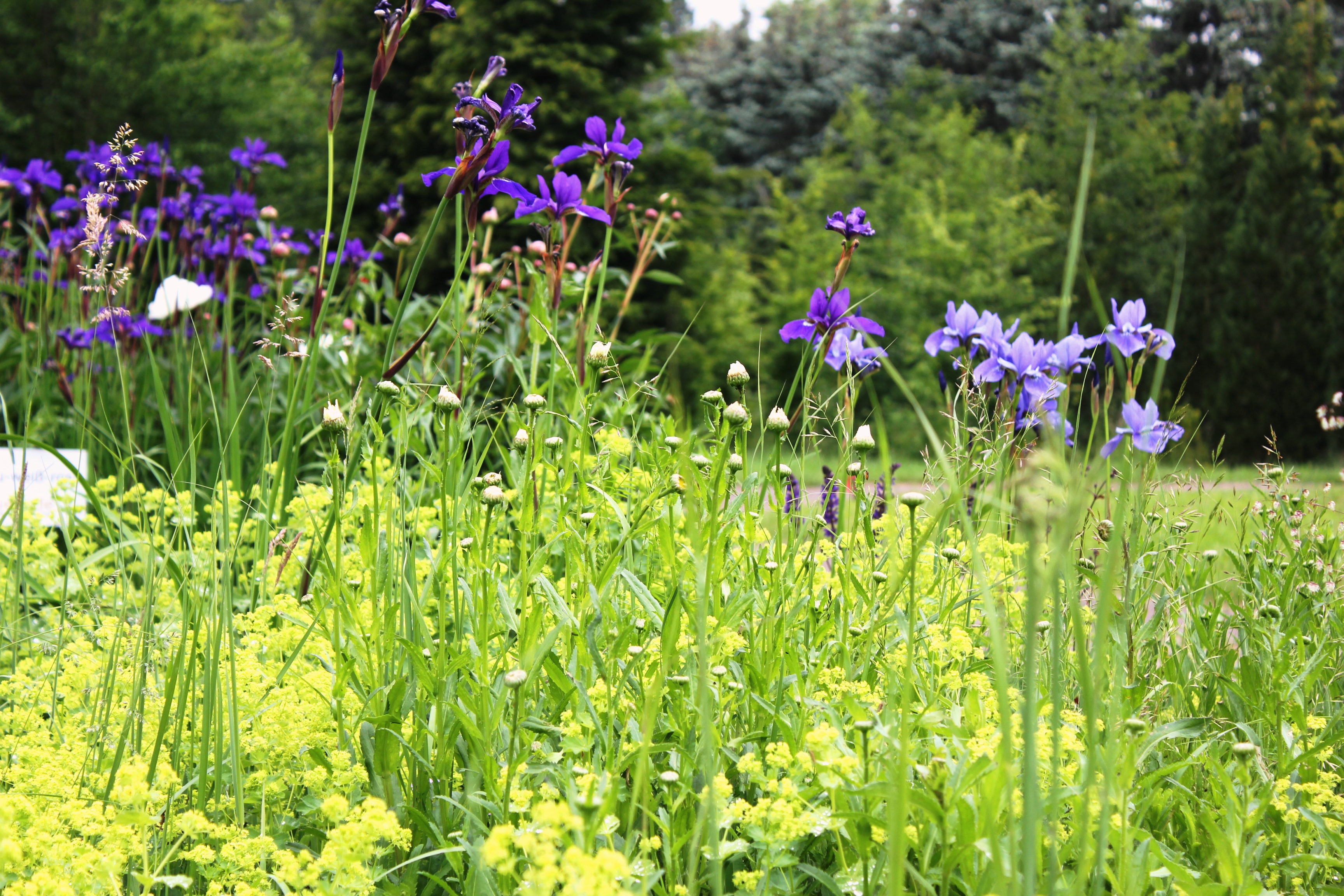 Bunte Landhausblüte - Staudenmischpflanzung als Fertigmischung vorgemischt