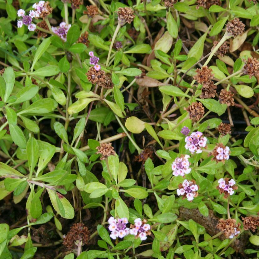 STM - Lippia (Phyla) nodiflora