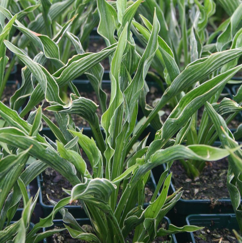 STM - Hosta hybr.'Praying Hands'