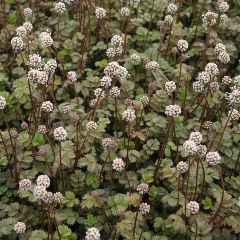 Acaena microphylla 'Kupferteppich'