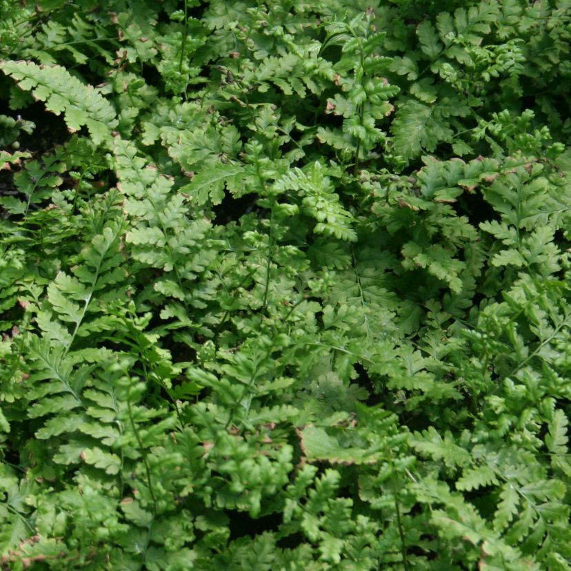 Dryopteris filix-mas
