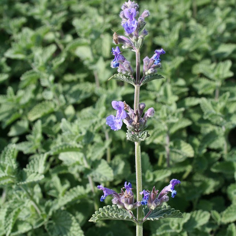 Nepeta x faassenii 'Six Hills Giant'