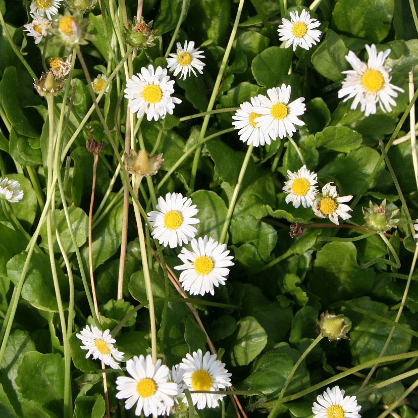 Bellis perennis