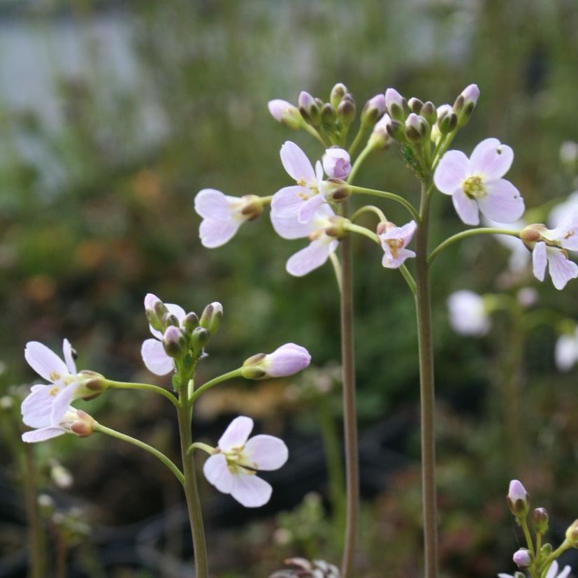 Cardamine pratensis
