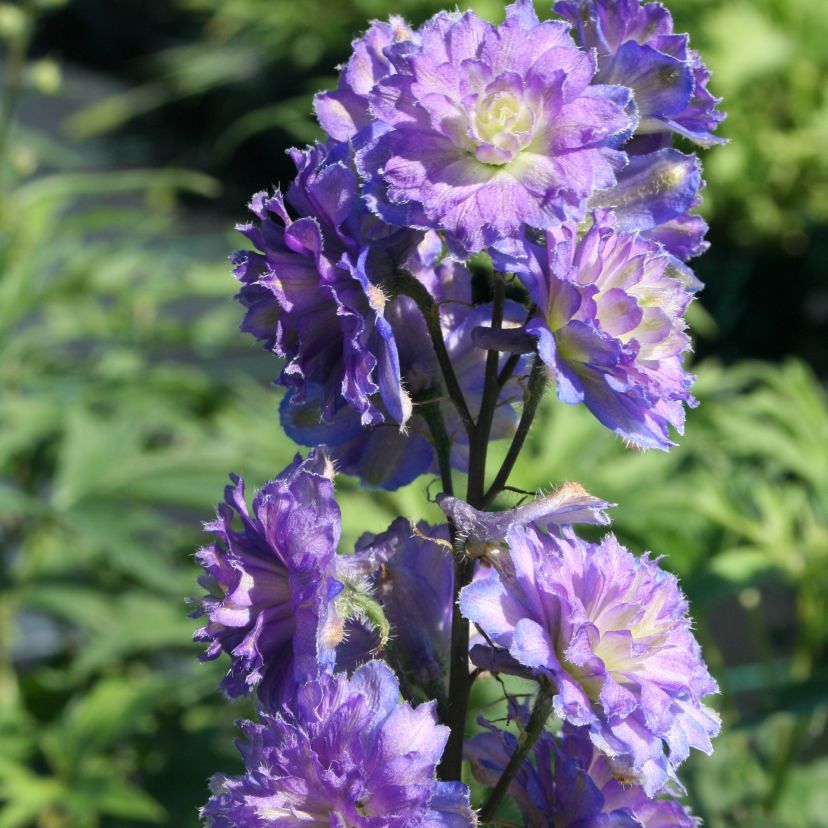 STM - Delphinium cult. 'Highl. Sweet Sensation'