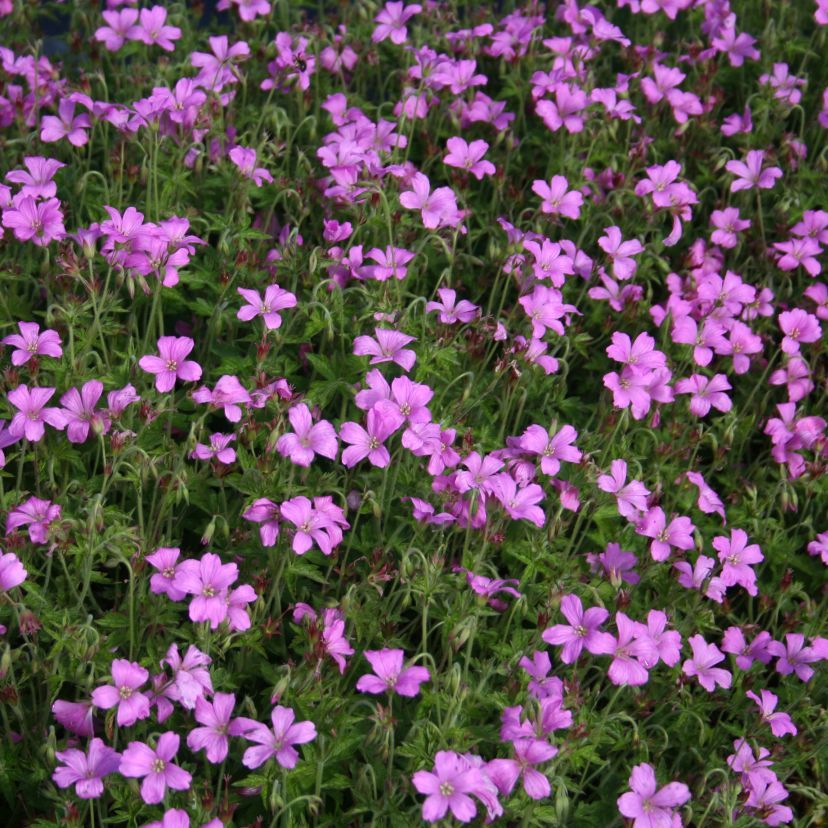 STM - Geranium x oxonianum 'Wargrave Pink'