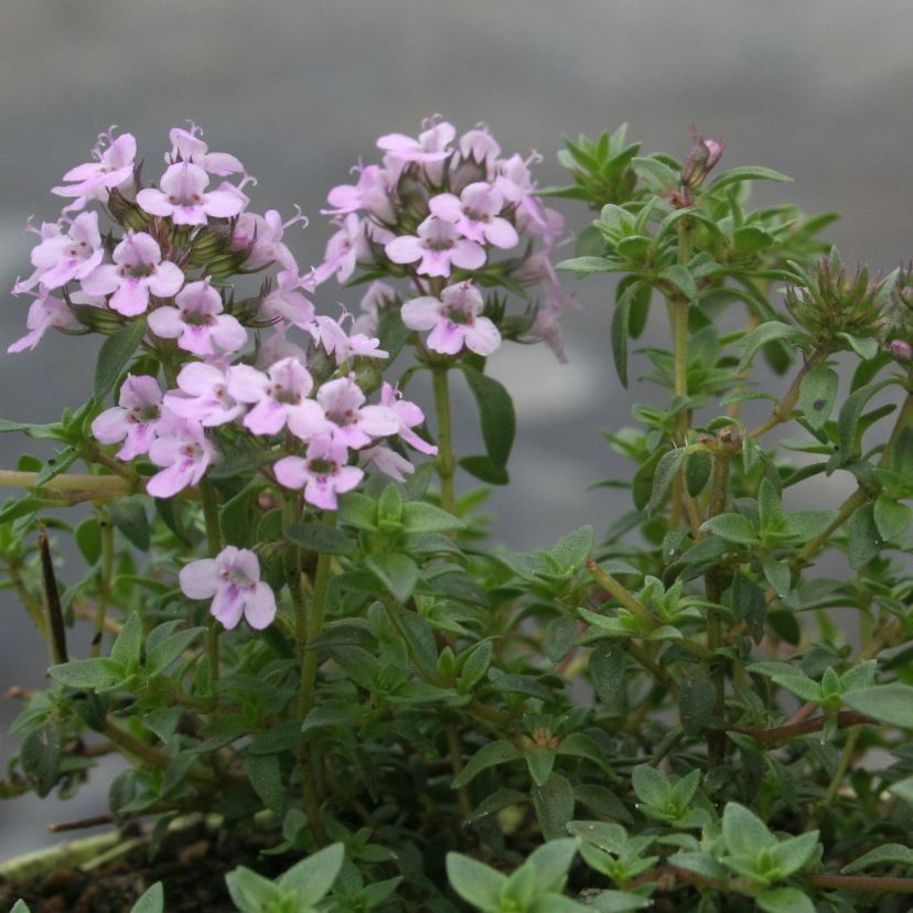 Thymus herba barona