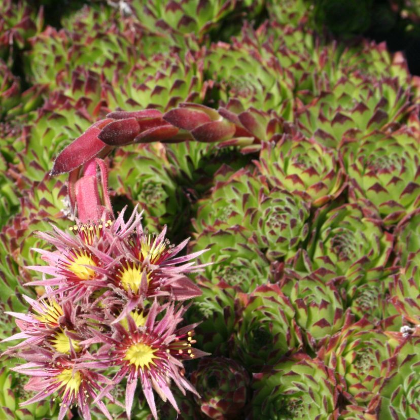 Sempervivum hybr. 'Chivalry'