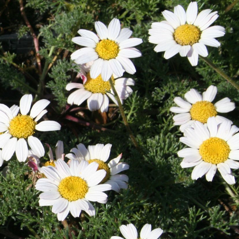 STM - Anacyclus depressus