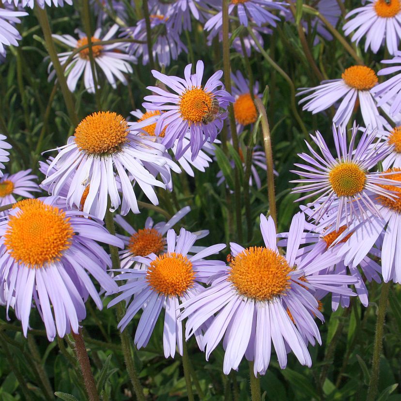 STM - Aster tong. 'Berggarten'