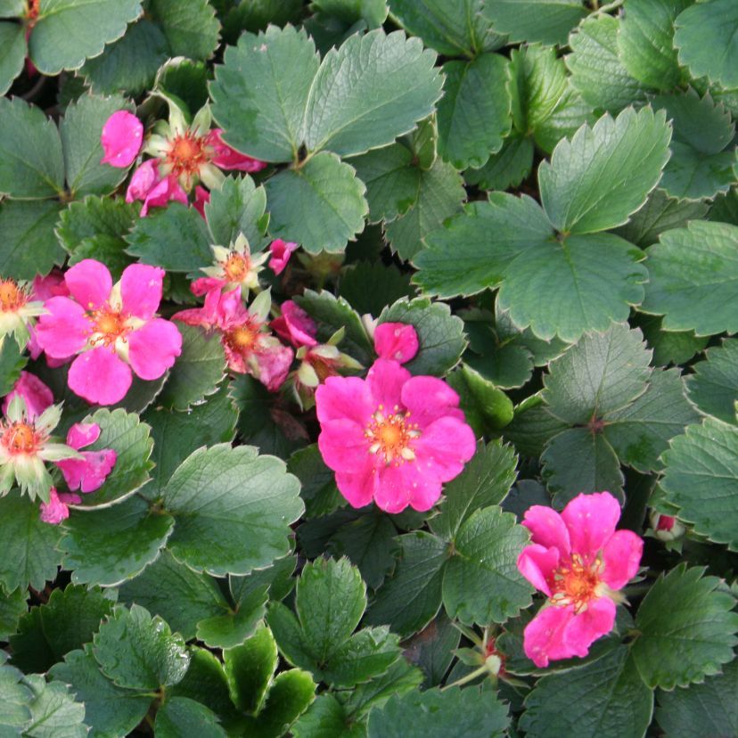 Fragaria x ananassa 'Rot'