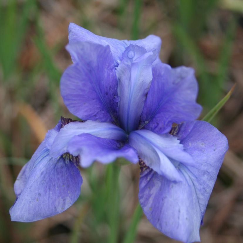 STM - Iris sibirica 'Taubenblau'