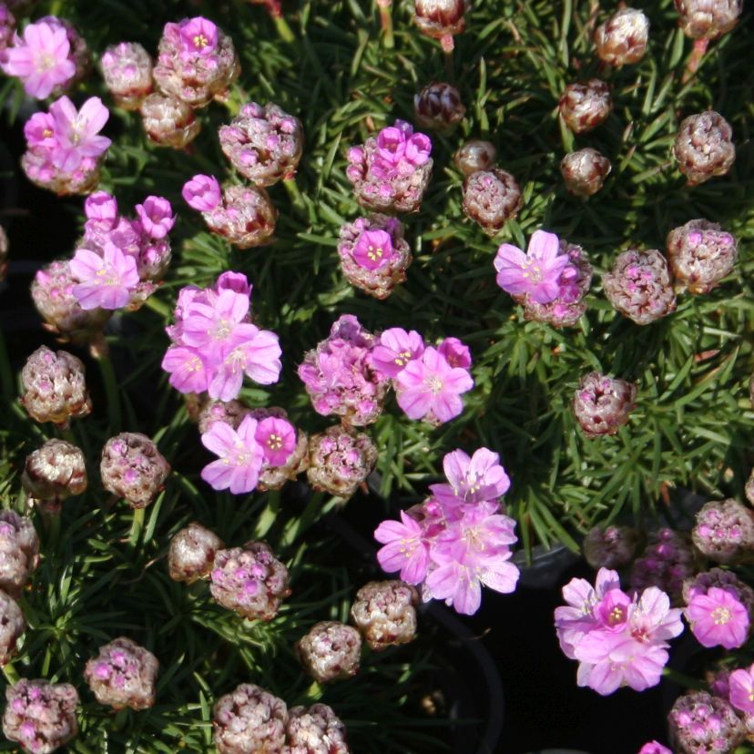 STM - Armeria juniperifolia (caespitosa)