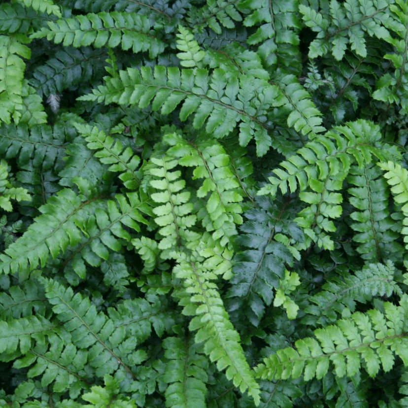 Polystichum polyblepharum