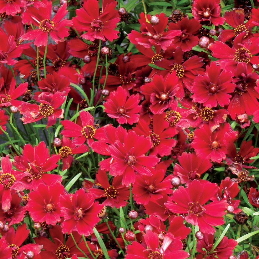 STM - Coreopsis rosea 'Cherry Pie'