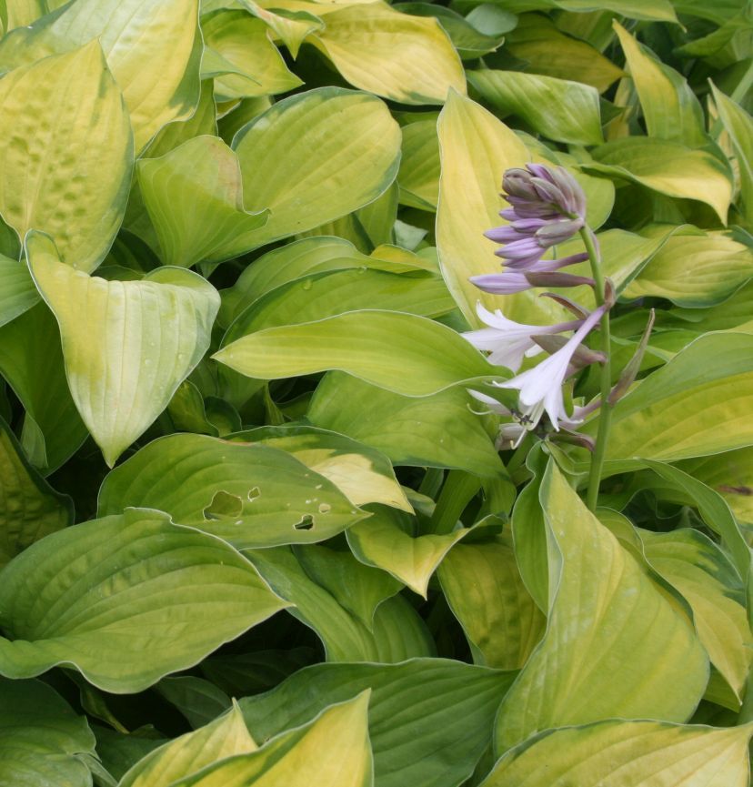 Hosta fortunei 'Gold Standard'