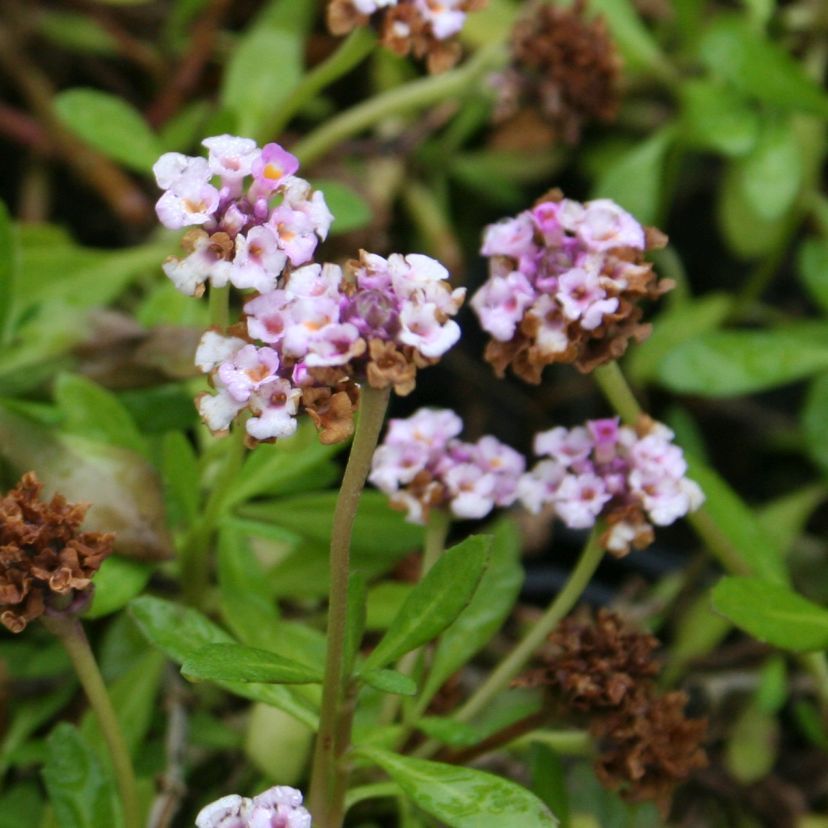 Lippia (Phyla) nodiflora 'Summer Pearls'