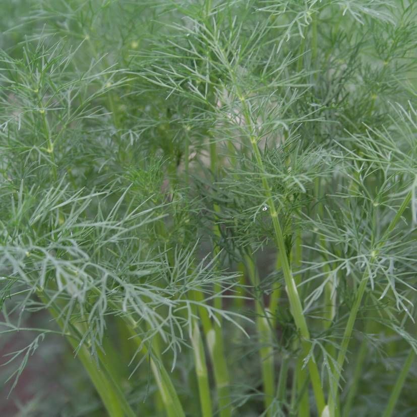 STM - Anethum graveolens