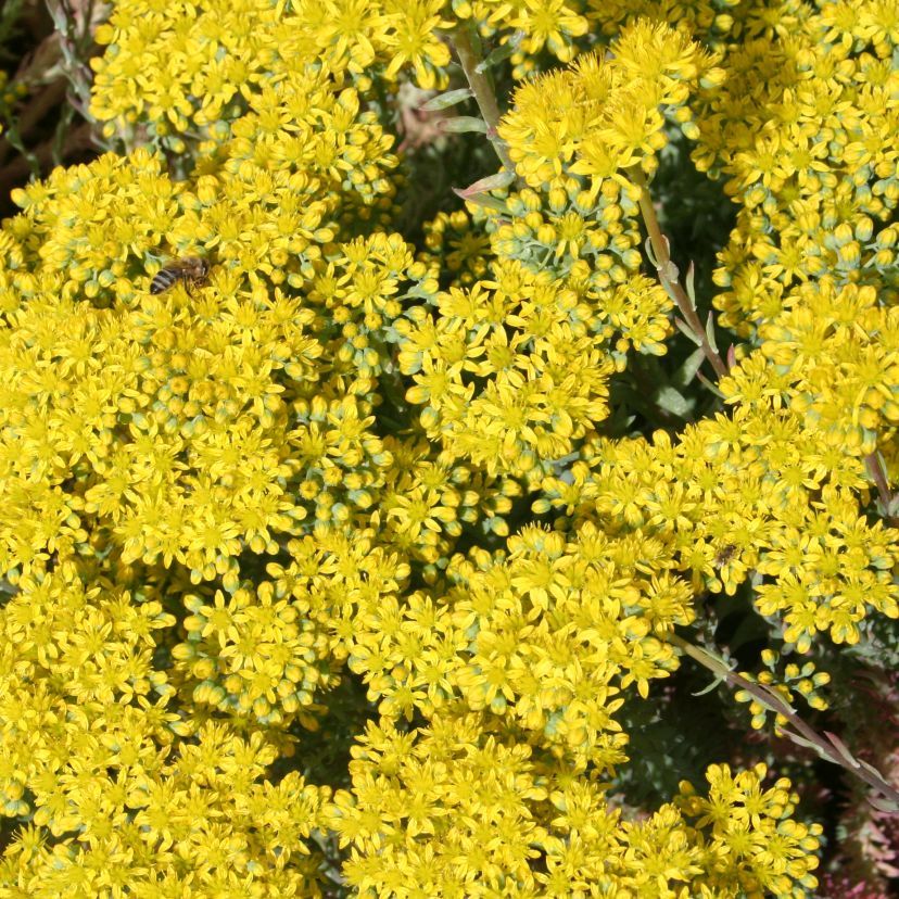 STM - Sedum forsterianum ssp.elegans