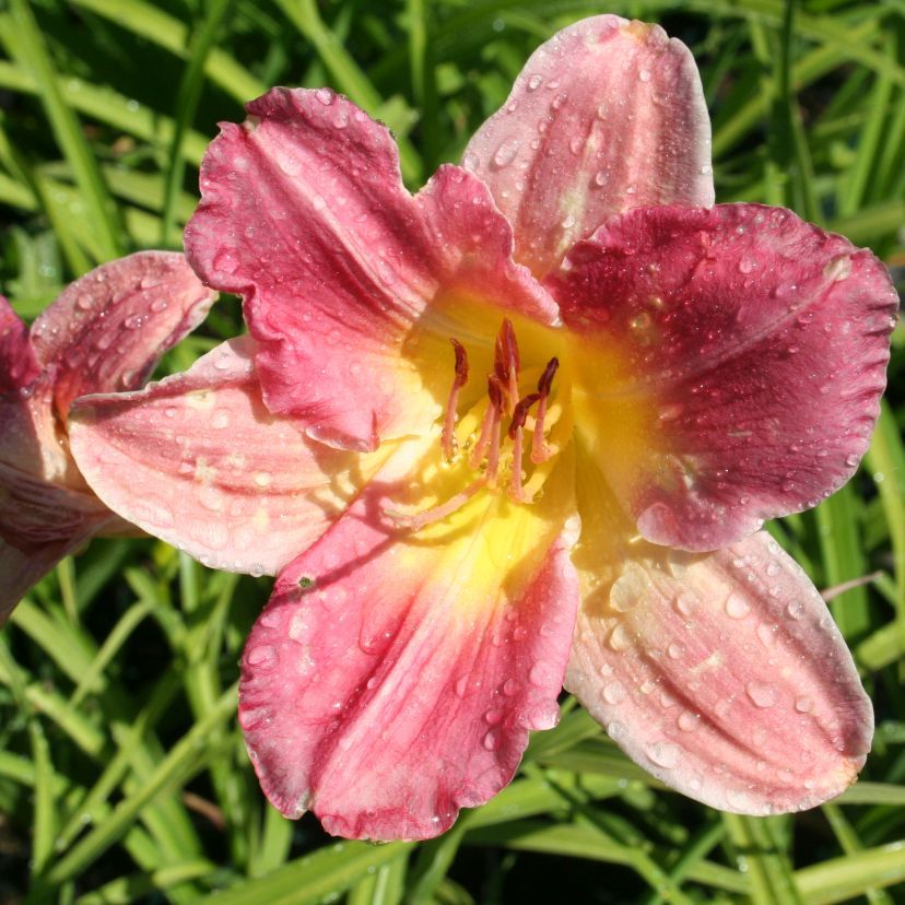 Hemerocallis hybr. 'Final Touch'