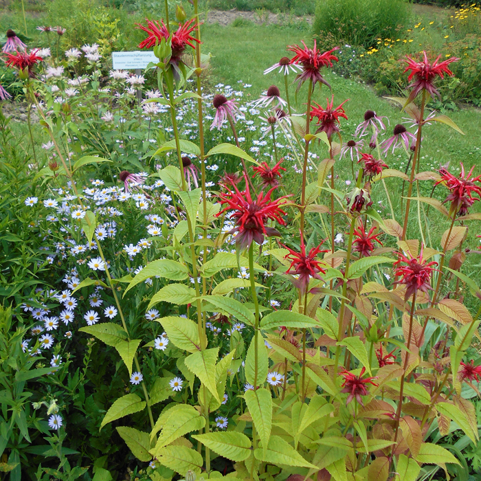 Essbare Blüten blau-weiss-rot - Dresdner essbare Staudenmischung