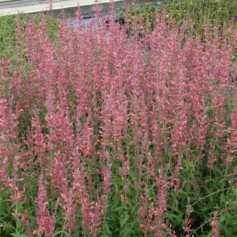 Agastache barberi 'Tangerine Dream'