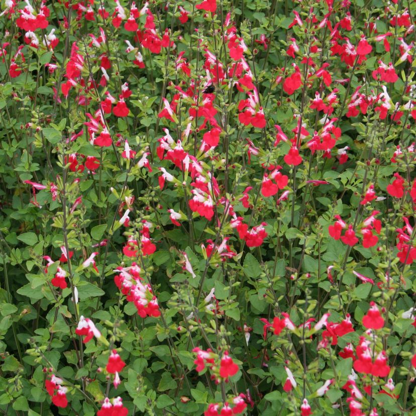 Salvia microph. 'Hot Lips'