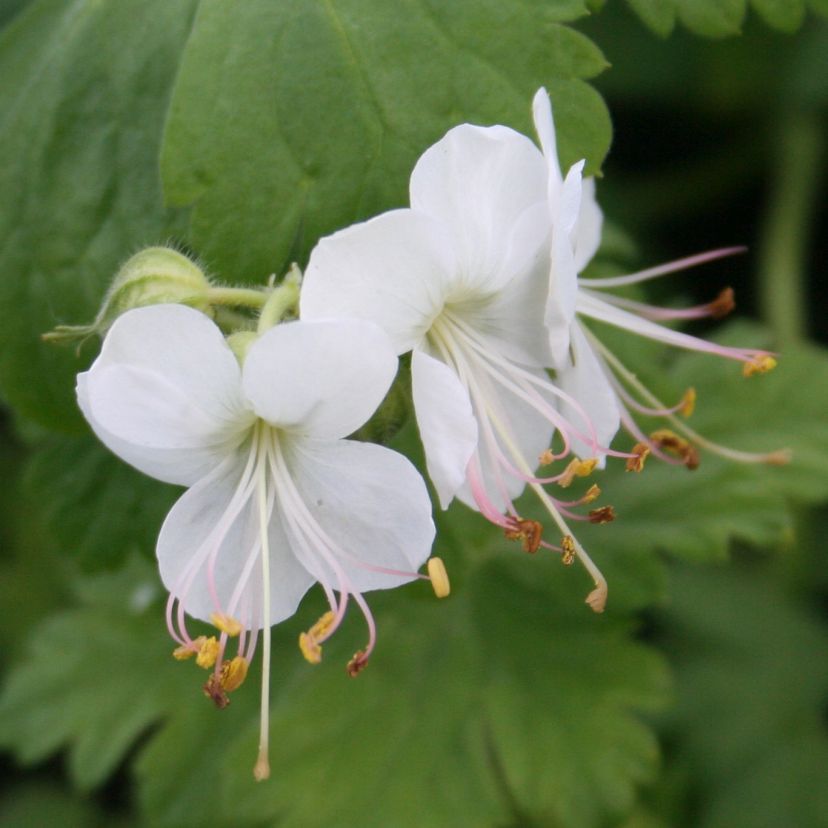 STM - Geranium macr. 'Album'