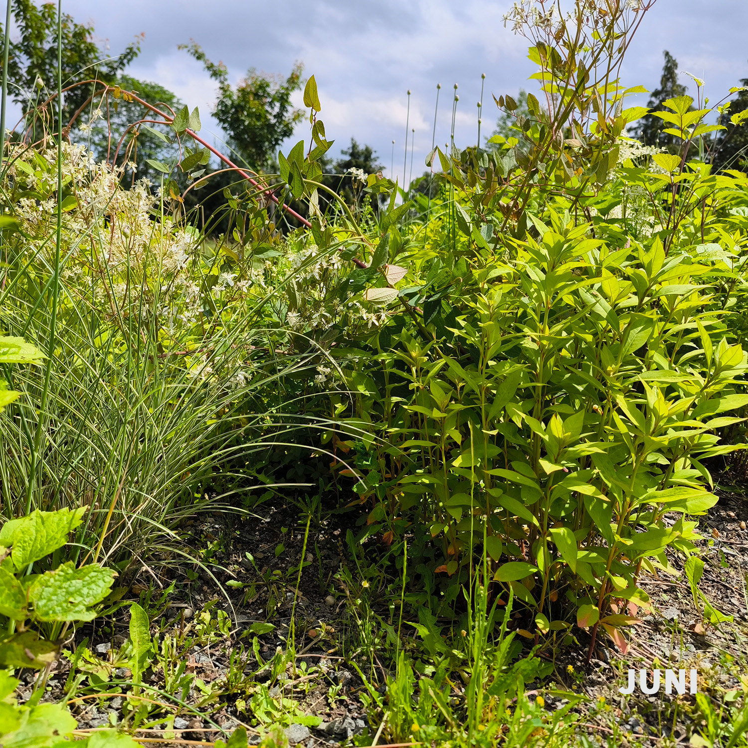Weiß-dunkelrotes Blatt - Wädenswiler Staudenhecke
