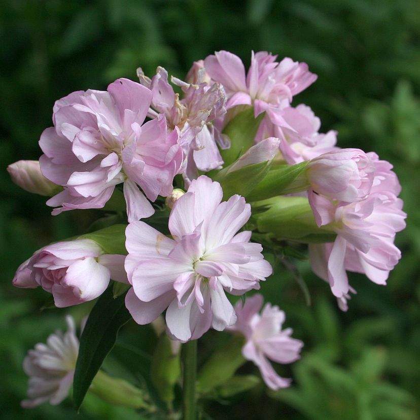 STM - Saponaria officinalis 'Plena'